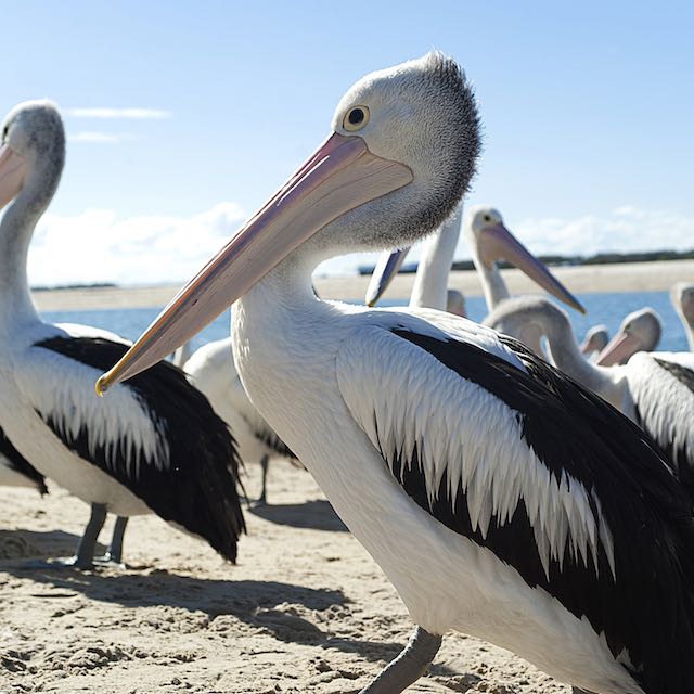 Gold Coast Photo